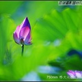 750mm F5 大光圈反射鏡 ★秘密武器★
銳利度表現優異，畫質明顯優於一般反射鏡，散景夢幻。
鏡筒尺寸 18cmx67.3cm 重量 4.93Kg 大光圈對焦明亮，拍荷輕而易舉 
僅1萬多元，高cp值  請洽：巨傑攝影器材02-82421135