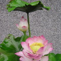 蓮花系列