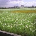 100橋頭花田