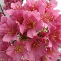 Beautiful flowers....My friends thought I was in a foreign country!