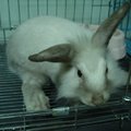 Her name is Fatty! She's my younger brother's pet. ;)