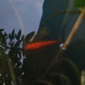藍霜家的小花園~~
=D= 不過都不是我種的
是藍霜的