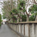 回首一望菩提樹