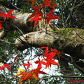 草山行館紅葉