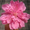 花韻愛花成痴