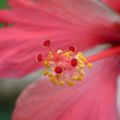 花顏