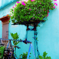 Flowers in the wall