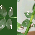 Rose Leaf