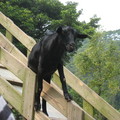 動物與大自然的譜曲