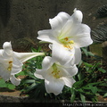 香水百合花