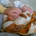 我们家的第一只小狗，她跟我们一起生活了24天.(24。11。2006―17。12 。2006)/Our fist puppy,Xixi,lived with us for 24 days, died on 17 Dec 2006.