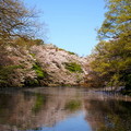 都立井の頭恩賜公園位於武蔵野市的南東、三鷹市的北東交接處，佔地約380,000平方公尺，是東京的賞櫻名所。

交通：搭乘京王井の頭線在「井の頭公園」駅下車徒歩1分鐘。

