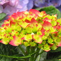 百花祭金紅花