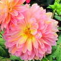 百花祭大理花