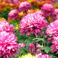 百花祭萬壽菊