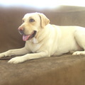 我的愛犬~~halu