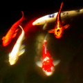 2011高二學生攝影 - 2