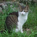 一些喵喵咪 - 1