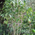花蓮瑞穗 迷福咖啡園