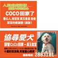 延著國民路，她們抱著 Co Co 回店裡；路邊的店家也跟著高興地大聲紛相走告：「高玉食堂的狗找到了！高玉食堂的狗找到了！」她們倆延著騎樓走回店裡，受到英雄式的夾道歡迎 ；我更是接到不少恭賀電話，大家紛說：「恭喜！恭喜！」此刻感覺比中樂透還高興。