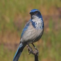 Blue Jay, 
拍攝地點︰Golden Gate Park, San Francisco, USA