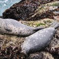 拍攝地點︰Point Lobos, California, USA