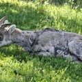 Wild Goat, 
拍攝地點︰Jasper National Park, Alberta, Canada