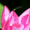 '09-5/30大戶人家的荷塘驚豔......
'08-5/22 中興新村賞荷心事~