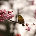 2/18 難得遇上東京一場瑞雪,也終於和滿意地湊足了新宿御苑的四季彩繪相簿!
賞初雪,賞早櫻,賞心悅目可以輕而易舉;至於賞鳥語...暫且眼朦朧吧~(真的粉難拍...只有1/10的成功率啊!)