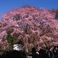 3/25-28 帶著初忍媽東京散步去~~