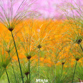 '07新社花海節---如果有企圖心比美北海道富良野農場,那就要更加油~