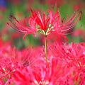 崎玉縣日高市的高麗小村---http://www.kinchakuda.com/---一年一度彼岸花的開花盛況彌漫在九月下旬,靜靜的森林裡,直接從土壤冒出來不見葉子的花芽,在樹蔭下綻放無數花火,淒美的血紅,卻有感傷的味道...