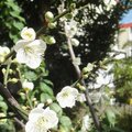 會結成為青梅的梅花