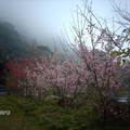 櫻花+孟宗竹林+茶園+雲海=贊!贊!贊!