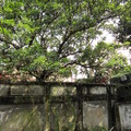 春光