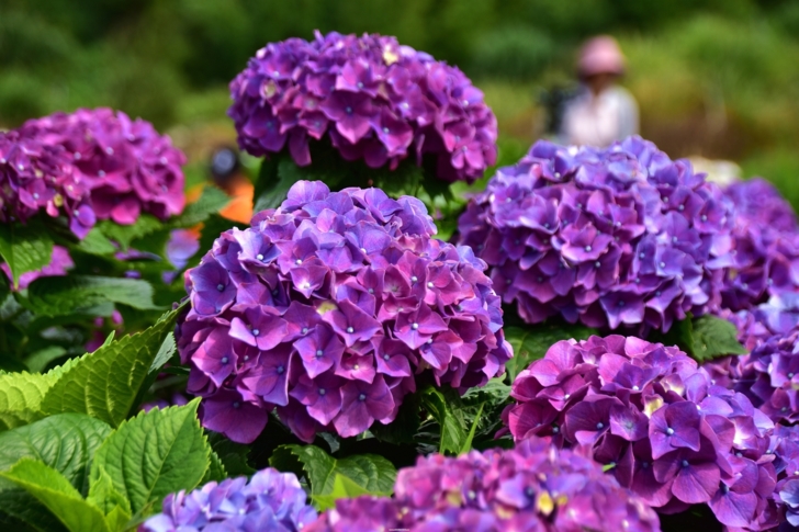 竹子湖的紫色浪漫繡球花繽紛綻放 趴趴走的竹子 Udn部落格