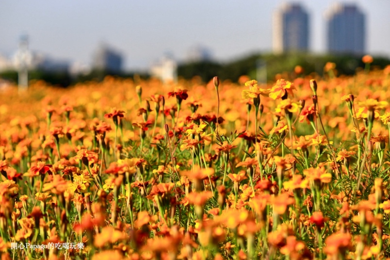 孔雀草花兒怒放在900平方公尺：台北市馬場町紀念公園