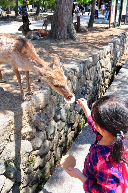 關西鐵道行。悠哉地在奈良與鹿群散步