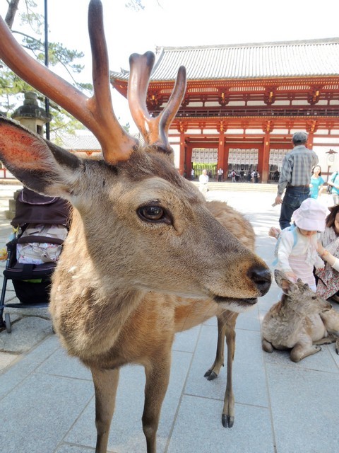 關西鐵道行。悠哉地在奈良與鹿群散步