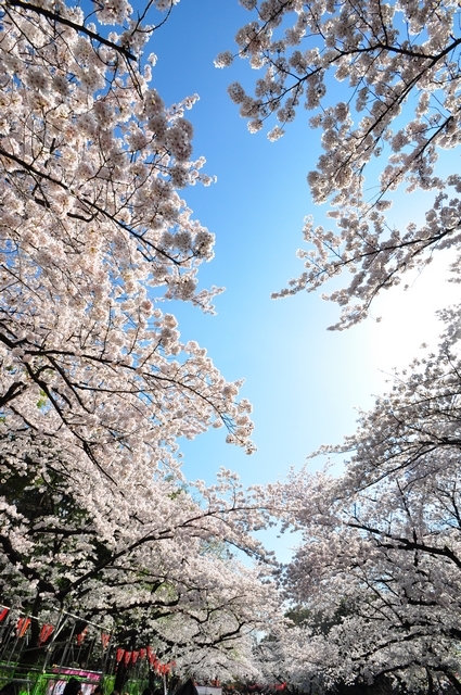 日本上野公園。櫻花開滿天