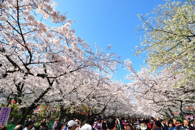 日本上野公園。櫻花開滿天