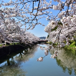 春城櫻花處處 - 6