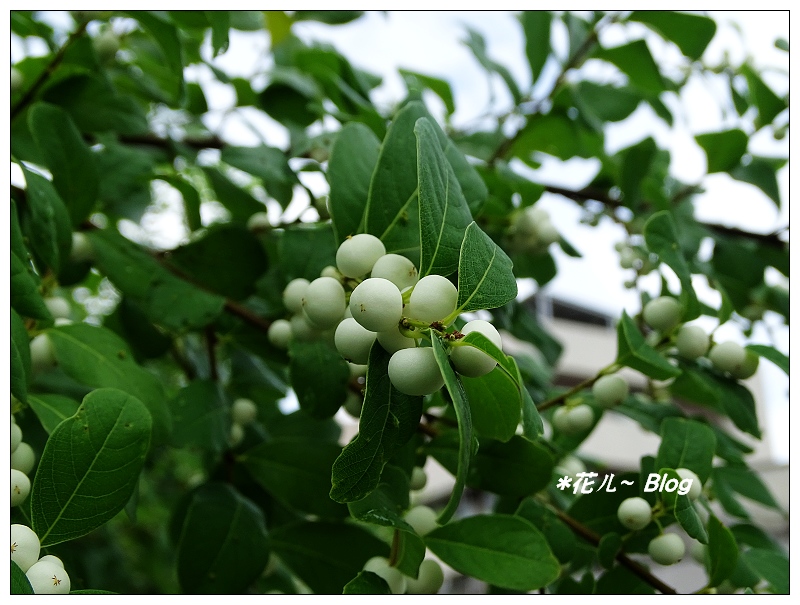 台中~白飯樹の秋果 - *花ㄦ~ Blog - udn部落格