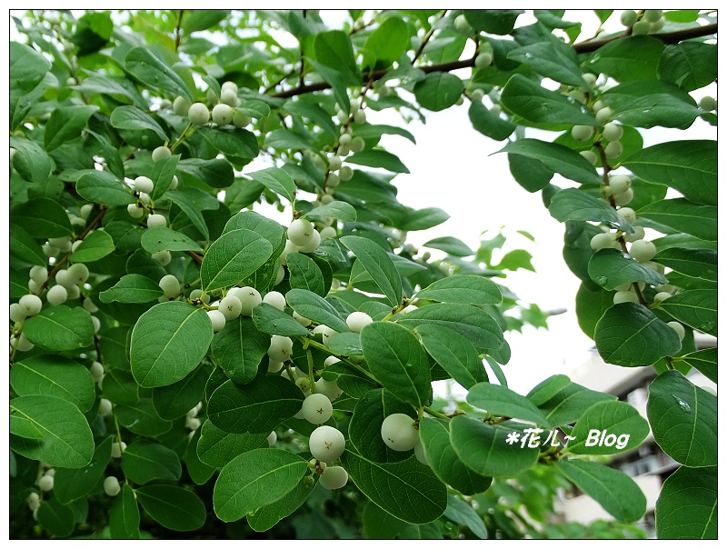 台中~白飯樹の秋果 - *花ㄦ~ Blog - udn部落格