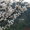 六窟吉野