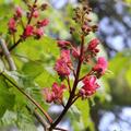 Horse chestnut tree is blooming in Seattle.
Red flowers are found in parks and 
white flowers are found along the streets.