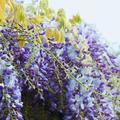 Westeria (in purple and white), Golden Chain