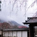 京都0331~0404/2012-高瀨川、鴨川、南禪寺、哲學之道、銀閣寺、圓山公園、金閣寺、蓮華寺、嵐山渡月橋、天龍寺、妙心寺、仁和寺、醍醐寺