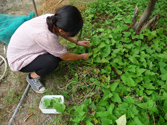 現採現煮才夠青 中庄田野古早麵