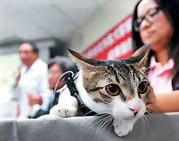●台北市動保處與台大獸醫學院合作調查，昨天首次公布2012年犬貓十大死因報告，家貓十大死因之首為腎衰竭。
記者盧振昇／攝影●